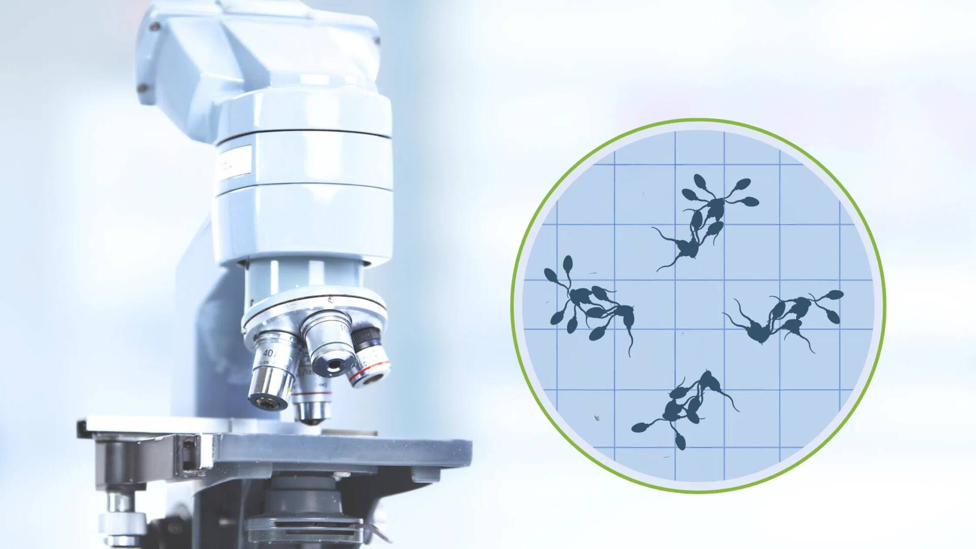 Sperm-Agglutination