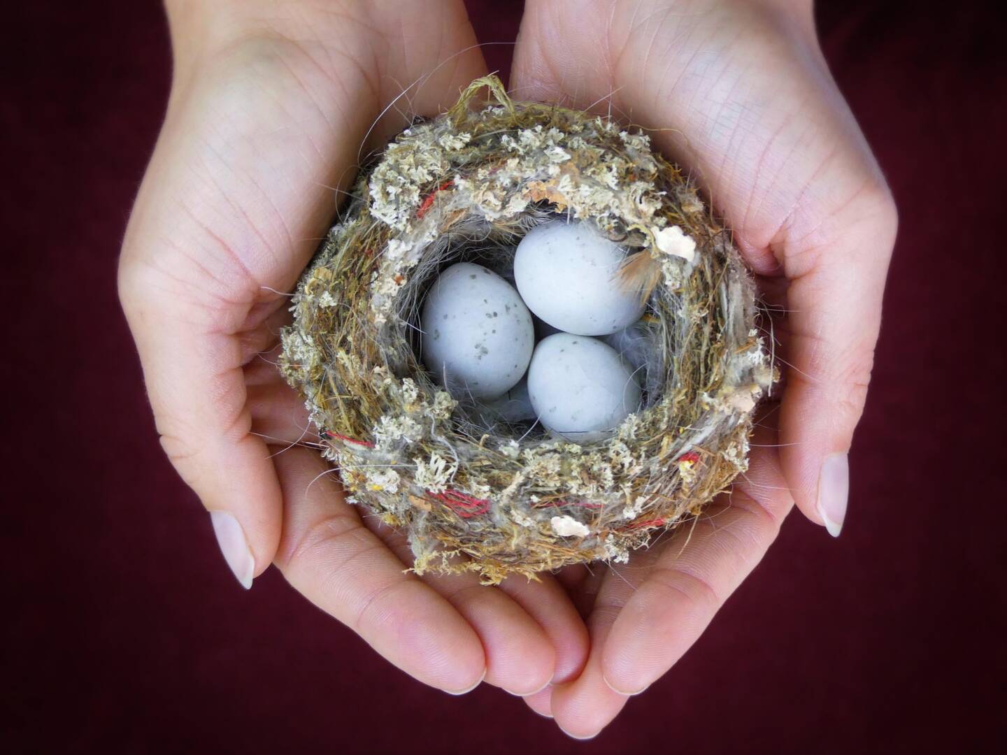 bird-nest-6926430_1920