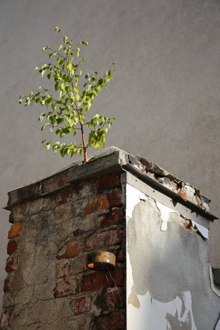 decay-3740504_1920