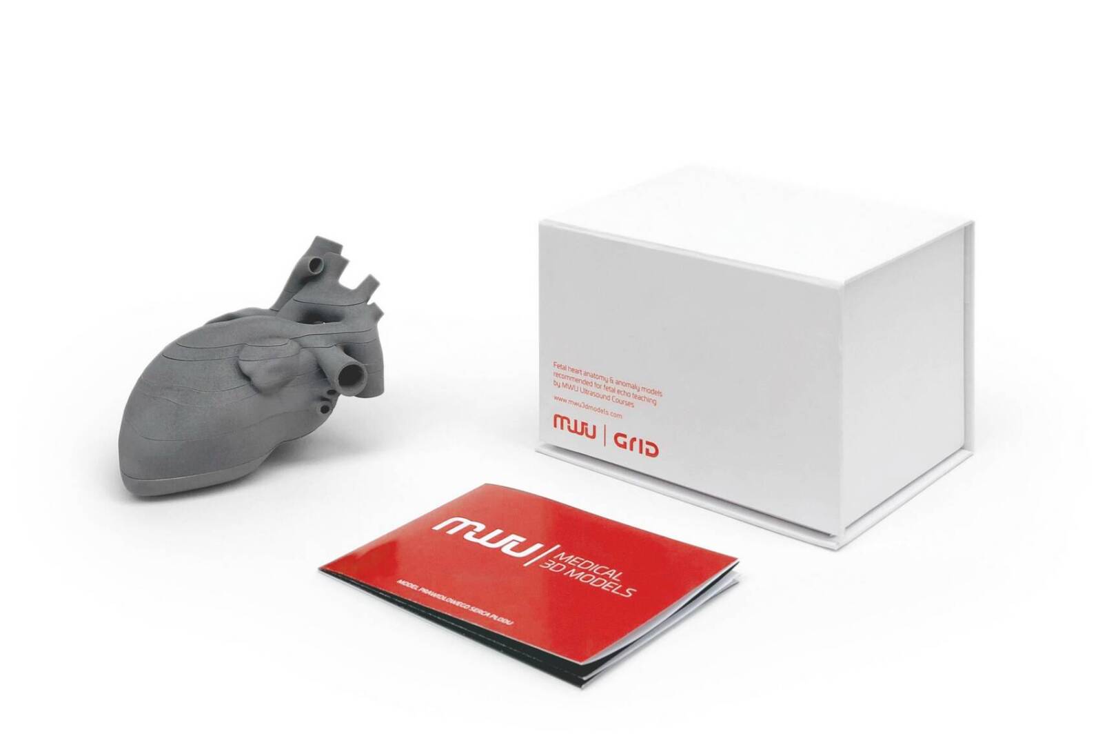 fetal heart 3d models