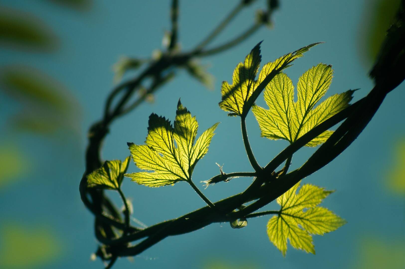 leaves-7076216_1920