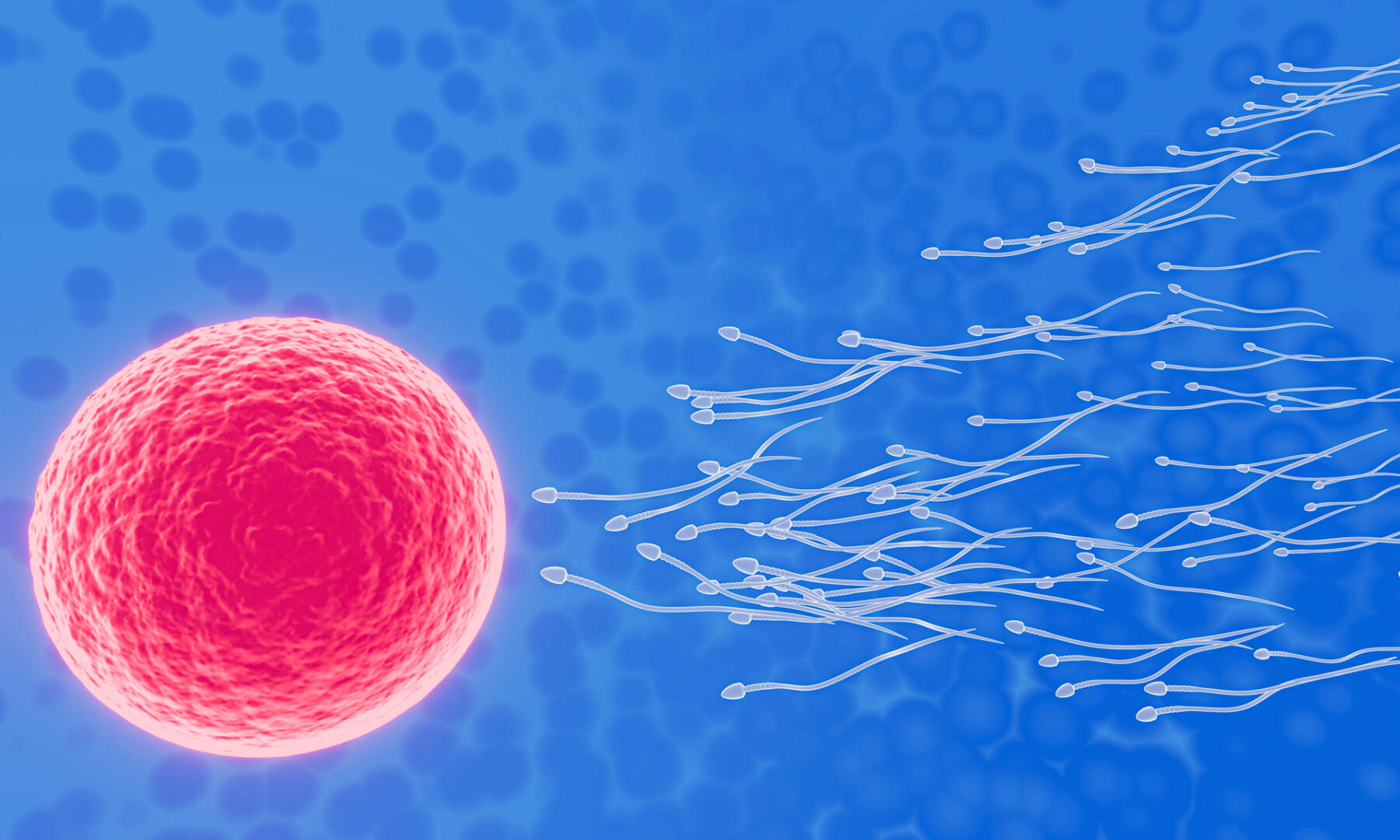 The sperm is directed towards the egg. To do human mating. A pre