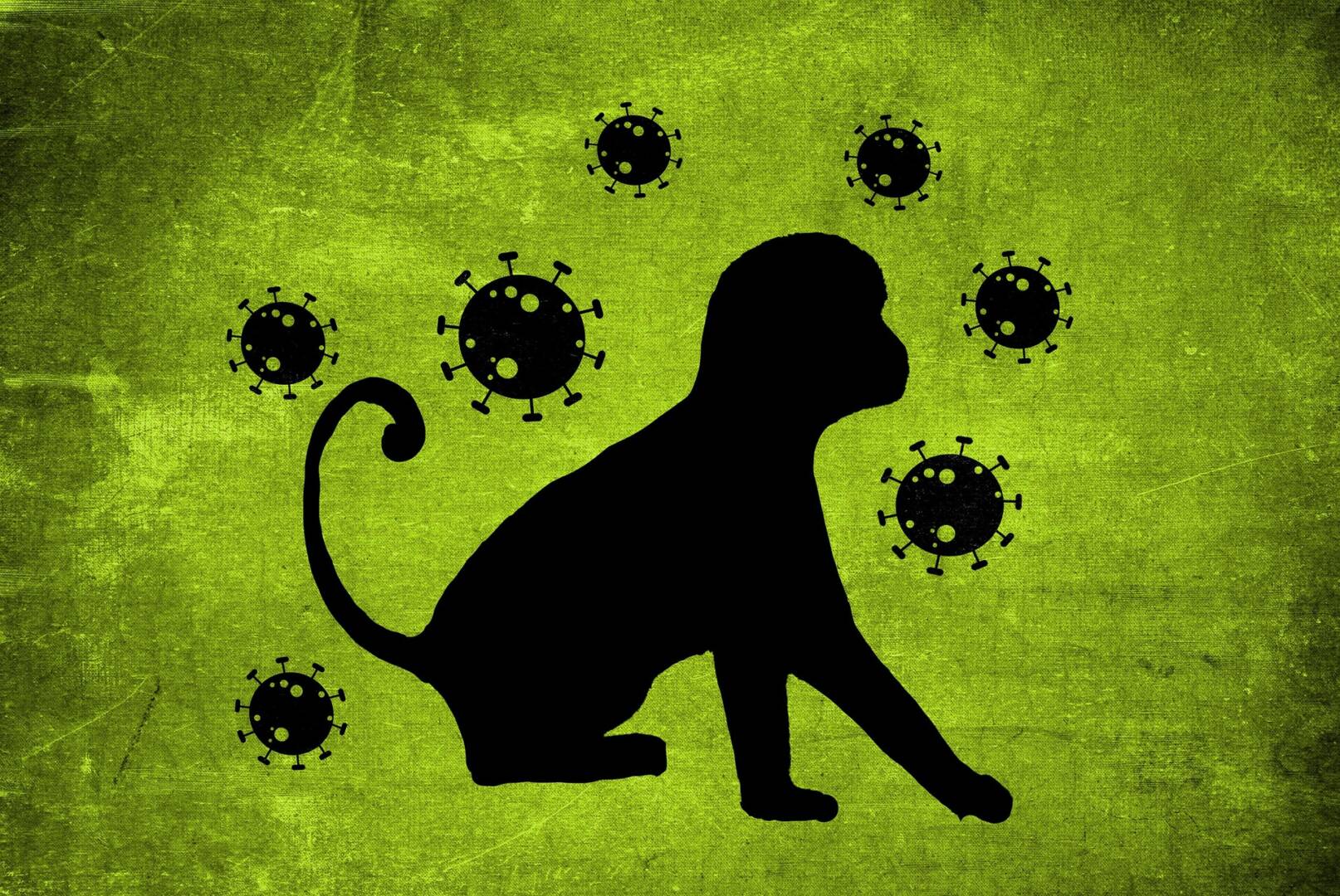 monkey-pox-7224596_1920