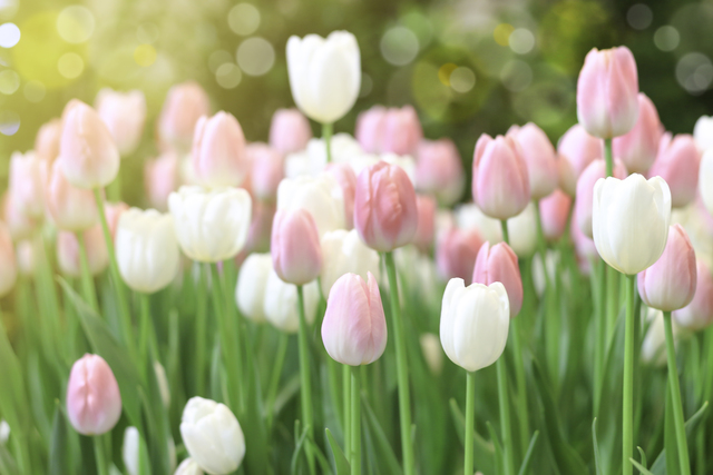 Pink tulip flower blooming in the spring garden, soft selective