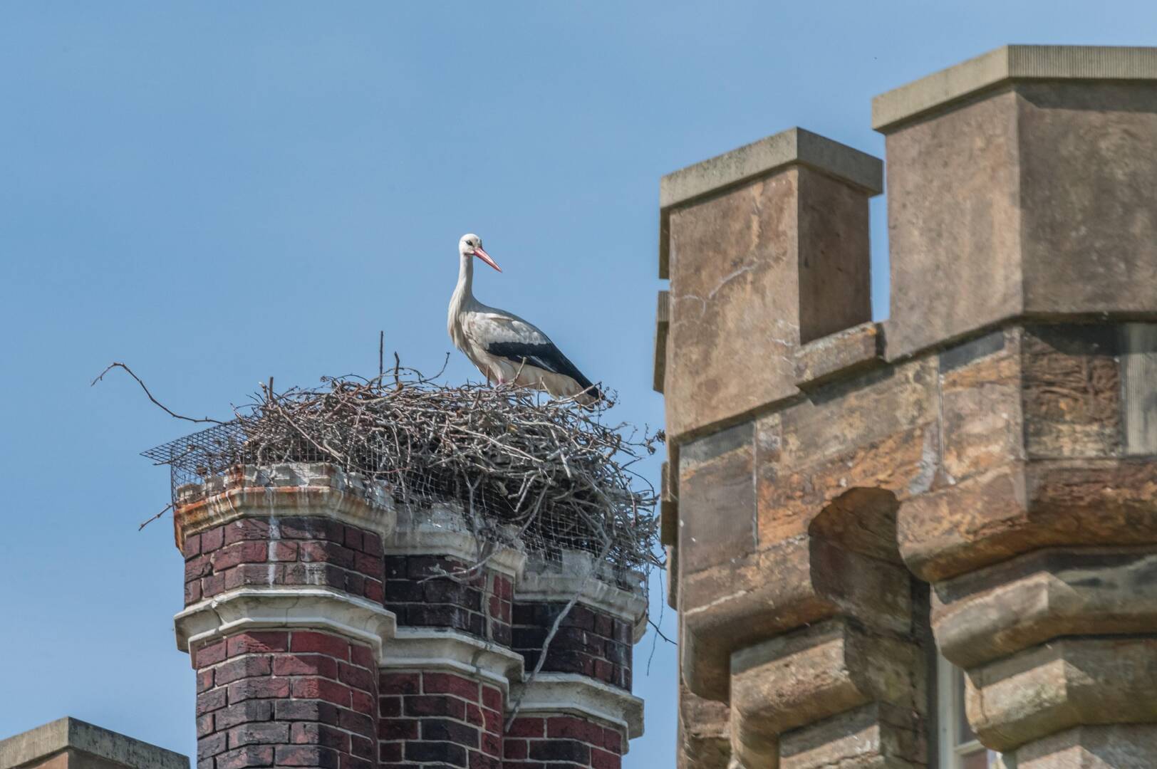 storks-nest-6314944_1920