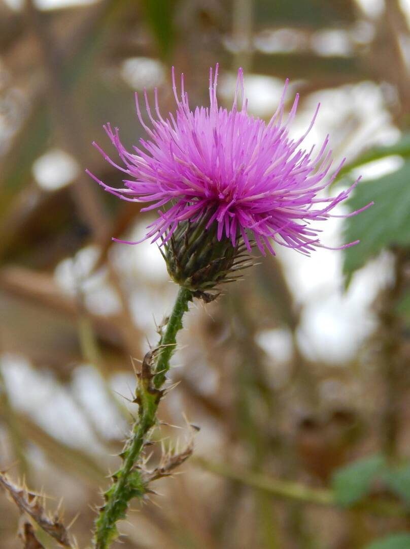 thistle-664759_1920