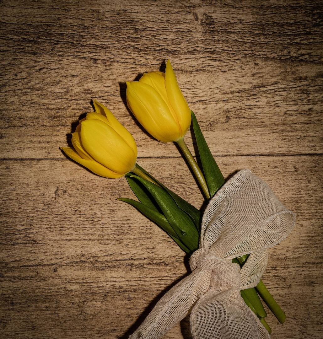 pezibear-tulips-711936_1280